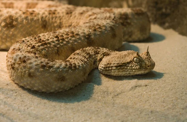 Gefährliche Schlange Viper Tier — Stockfoto