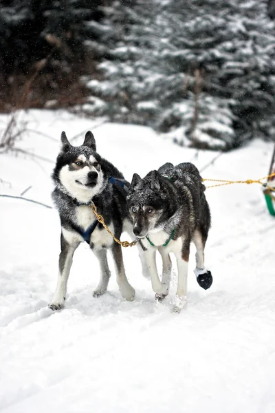 Plan Extérieur Chiens Mignons — Photo