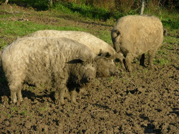 Ovejas Domésticas Pasto — Foto de Stock