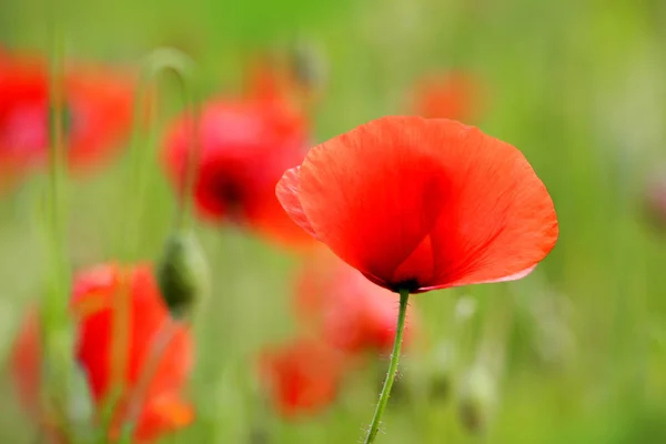 Prado Verano Con Amapolas Rojas — Foto de Stock