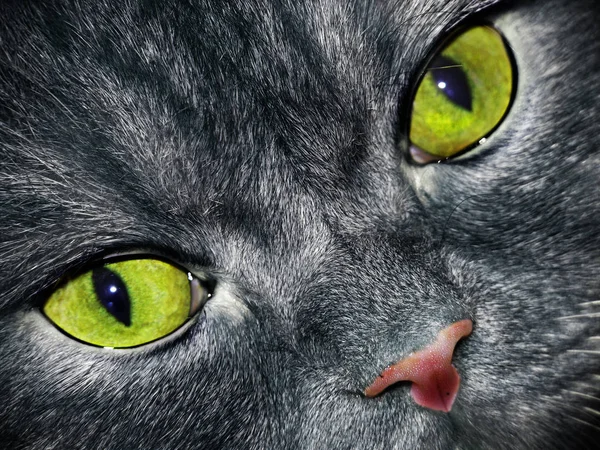 Komik Küçük Tüylü Kedi — Stok fotoğraf