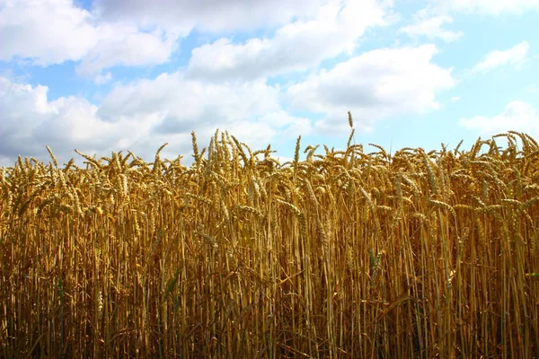 grain, wheat ears, cereal product