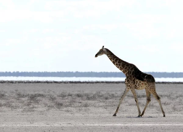 Animale Alta Giraffa Mammifero Erbivoro Africano — Foto Stock