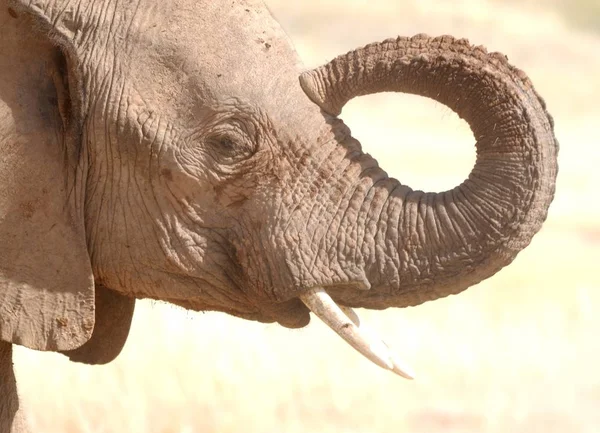 Tronco Elefante Convierte Bucle — Foto de Stock