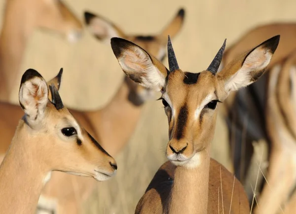 Impala Animal Photo Nature Wildlife Fauna — Stock Photo, Image