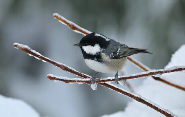 Vacker Utsikt Över Vackra Titmouse Fågel — Stockfoto