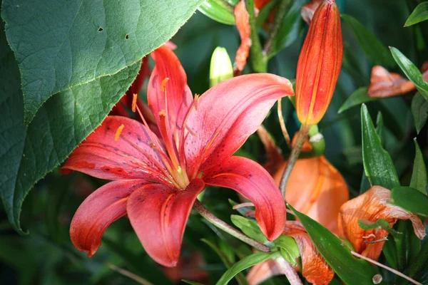 Closeup View Beautiful Lily Flower — Stock Photo, Image