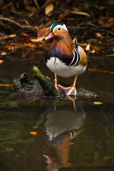 Canard Mandarin Avec Réflexion Dans Eau — Photo
