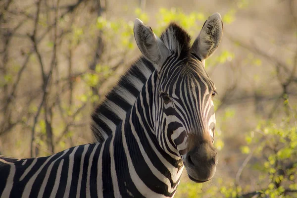 Black White Striped Zebra Animal Mammal — Stock Photo, Image