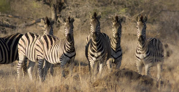 Schwarze Und Weiße Zebras Tiere — Stockfoto