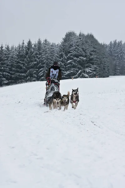 Tiro Aire Libre Perros Lindos —  Fotos de Stock