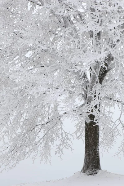 Дерево Снегу Снегу — стоковое фото