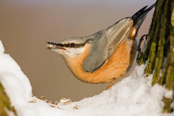 Picturesque Shot Bird Outdoor Scene — Stock Photo, Image