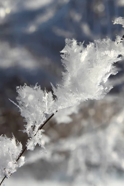 Cristais Neve Geada Inverno — Fotografia de Stock