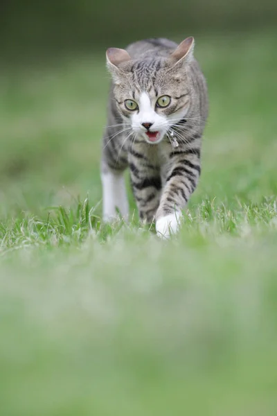 Funny Little Fluffy Cat — Stock Photo, Image