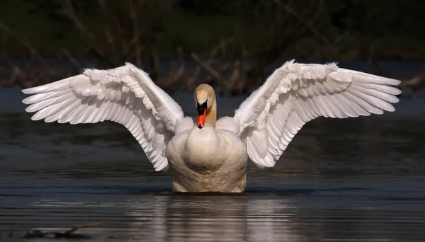 Vue Panoramique Cygne Majestueux Nature — Photo