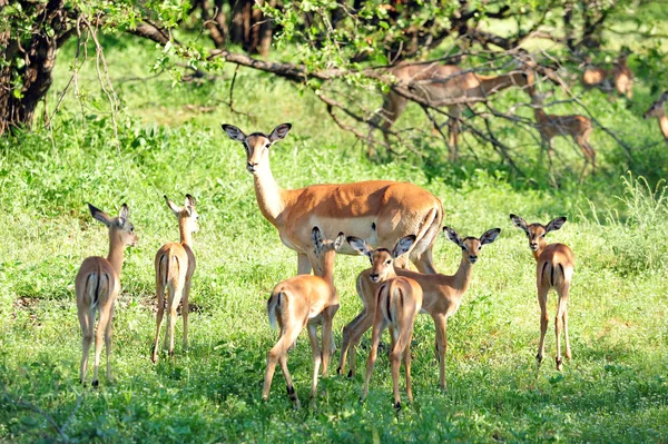 Nos Rebanhos Free Living Impala Africa Sul Uma Mãe Aceita — Fotografia de Stock