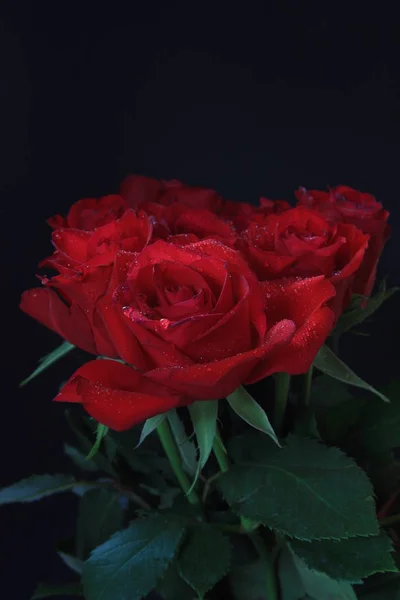 Krása Kvetoucí Rostlina Dne — Stock fotografie