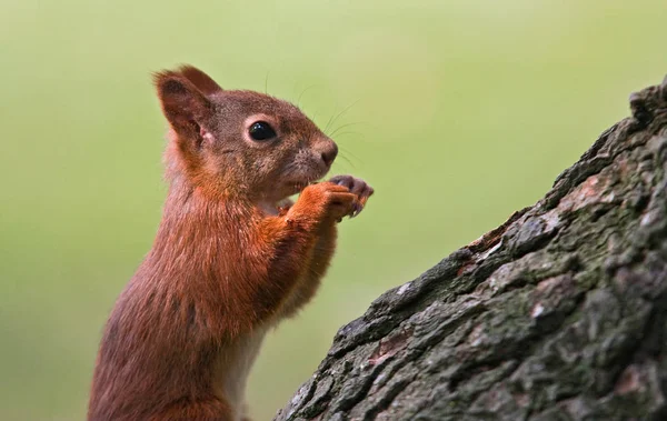 野生动物 自然界中的松鼠 毛茸茸的松鼠 — 图库照片
