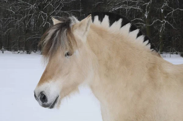 Söt Häst Vild Natur — Stockfoto