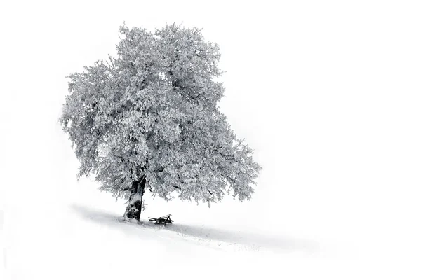 冬景色の美しい景色 — ストック写真