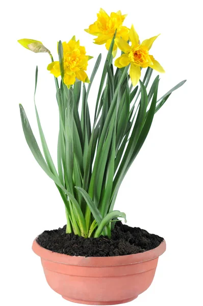 Нарциси Весняні Пелюстки Квітів Флора — стокове фото