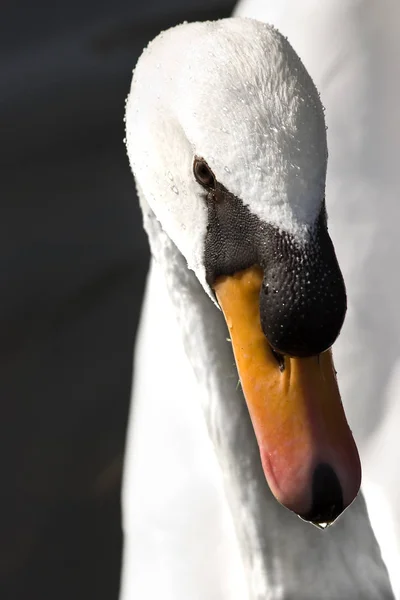 Jovem Branco Mudo Cisne — Fotografia de Stock