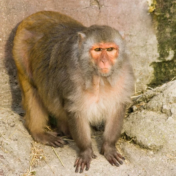 Macaco Rhesus Imagem Quadrada — Fotografia de Stock