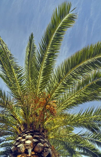 Palmen Himmel Hintergrund — Stockfoto