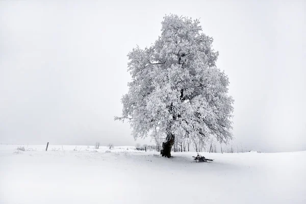 Magia Inverno Natureza Coberta Neve — Fotografia de Stock