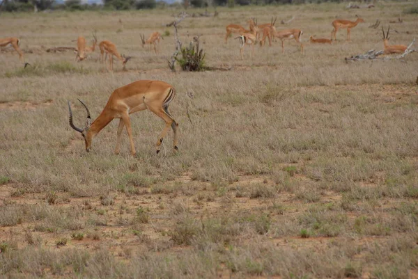 Hoofed Ζώο Στη Φύση Savannah Gazelle — Φωτογραφία Αρχείου