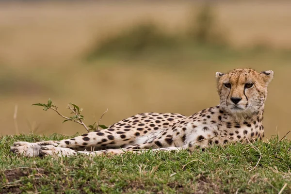 Guépard Léopard Chat Prédateur Animal — Photo