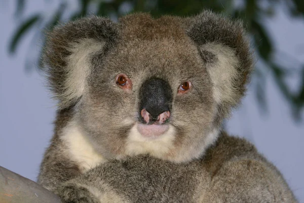 Koala Beer Wild Boom Dier — Stockfoto