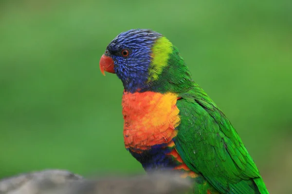 Lory All Colored Rainbow Loriket — Fotografia de Stock