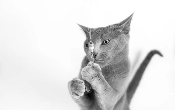 Porträt Einer Russischen Blauen Katzenrasse — Stockfoto