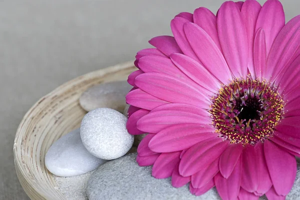 Kelopak Bunga Gerbera Flora — Stok Foto