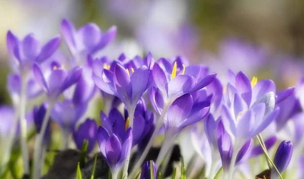 Crocus Çiçekleri Bahar Çiçekleri — Stok fotoğraf