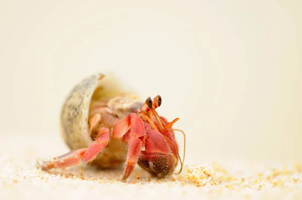 Crabe Ermite Sur Plage — Photo