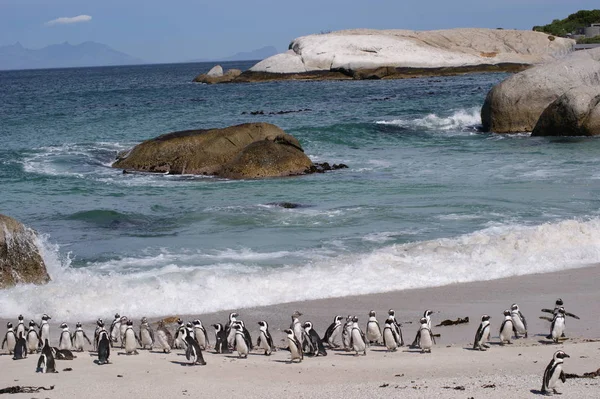 Malowniczy Widok Uroczy Pingwin Ptaków Przyrodzie — Zdjęcie stockowe
