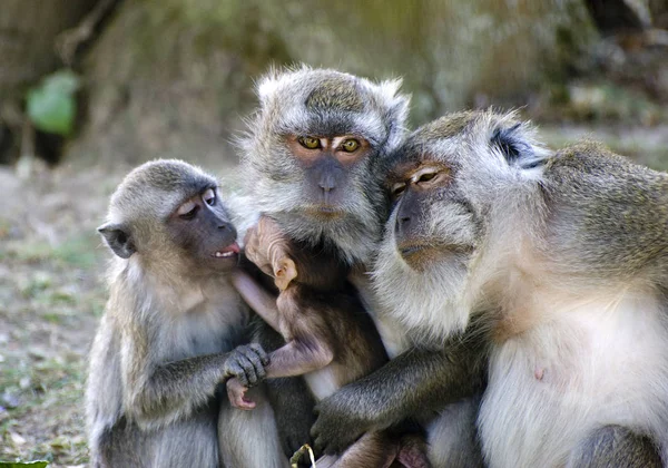 Dois Macacos Estão Comendo Parque — Fotografia de Stock