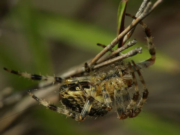 Närbild Insekter Naturen — Stockfoto