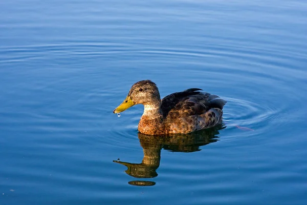 Vista Cênica Pato Mallard Bonito Natureza — Fotografia de Stock