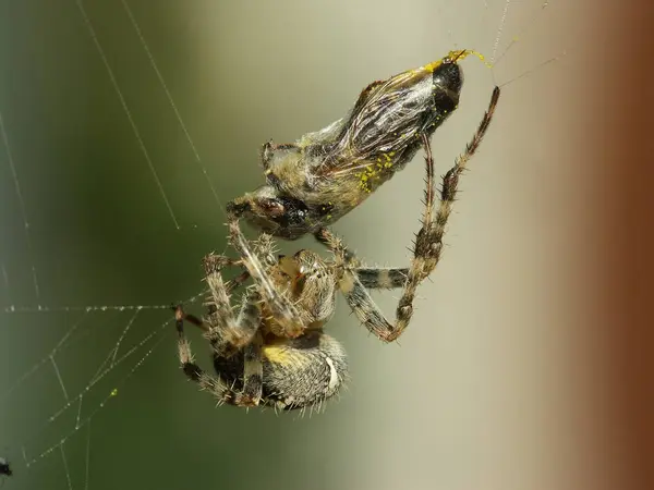 Garden Spider Insect Animal — Stock Photo, Image