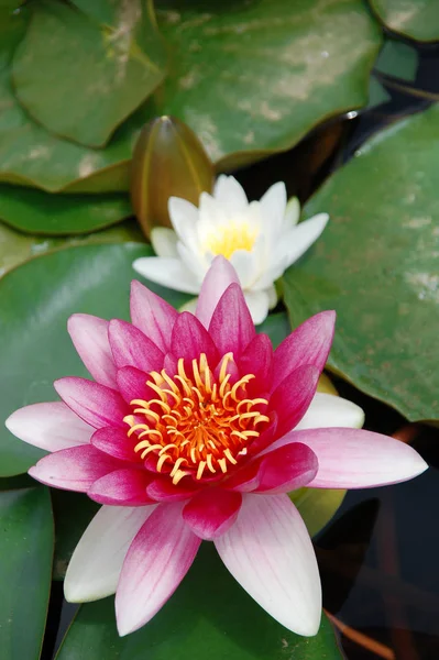 Płatki Kwiatów Lilii Wodnej Rośliny Wodne — Zdjęcie stockowe