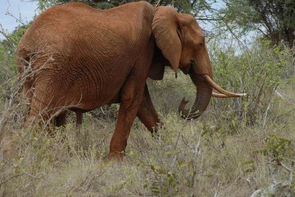 Afrika Memelisi Otçul Hayvan Fil — Stok fotoğraf