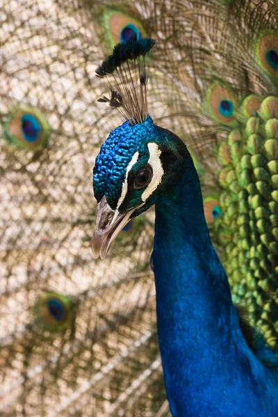 Retrato Pavão Azul — Fotografia de Stock