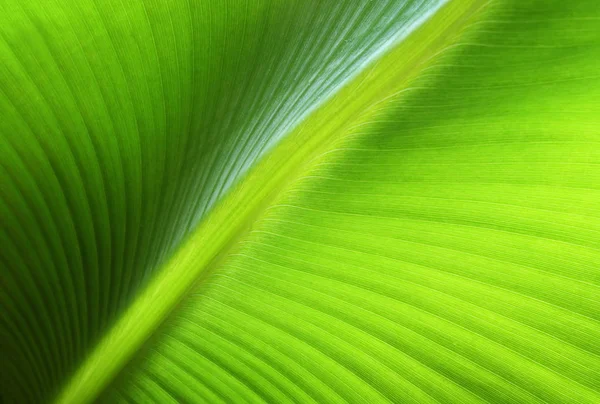 Тропические Бананы Экзотические Растения — стоковое фото