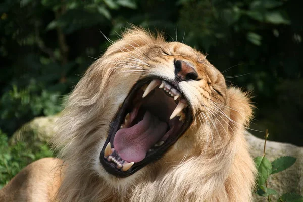 Nahaufnahme Von Löwenzahn Auf Der Wiese Tag — Stockfoto