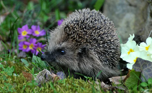 自然界における昆虫の密接な眺め — ストック写真