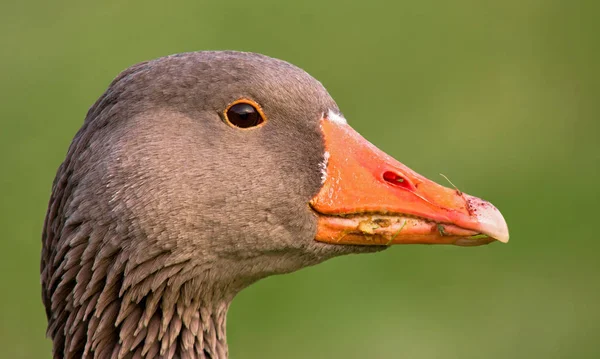 Scenic View Beautiful Greylag Goose — Stock Photo, Image